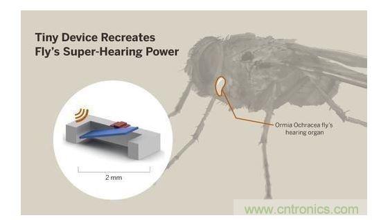 顯示研究人員們經由這種寄生蠅的聲音處理機制啟發，開發出一款低功耗的麥克風組件。