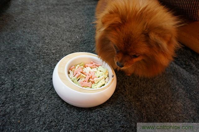 科學喂養從狗娃做起&mdash;&mdash;逗愛乖乖碗測試