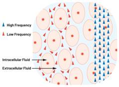  圖1.人體組織的電導(dǎo)率  因此，按照如上初步近似思路，模擬人體行為的電子電路可以建模如下：電阻Ri（細(xì)胞內(nèi)電阻）與電容（細(xì)胞膜電容）串聯(lián)，二者與另一個電阻Re（細(xì)胞外電阻）并聯(lián)，如圖2所示2。人體的阻抗范圍在1 kHz左右的低頻時為10 kΩ至1 MΩ，在1 MHz左右的高頻時為1 kΩ至100 Ω。
